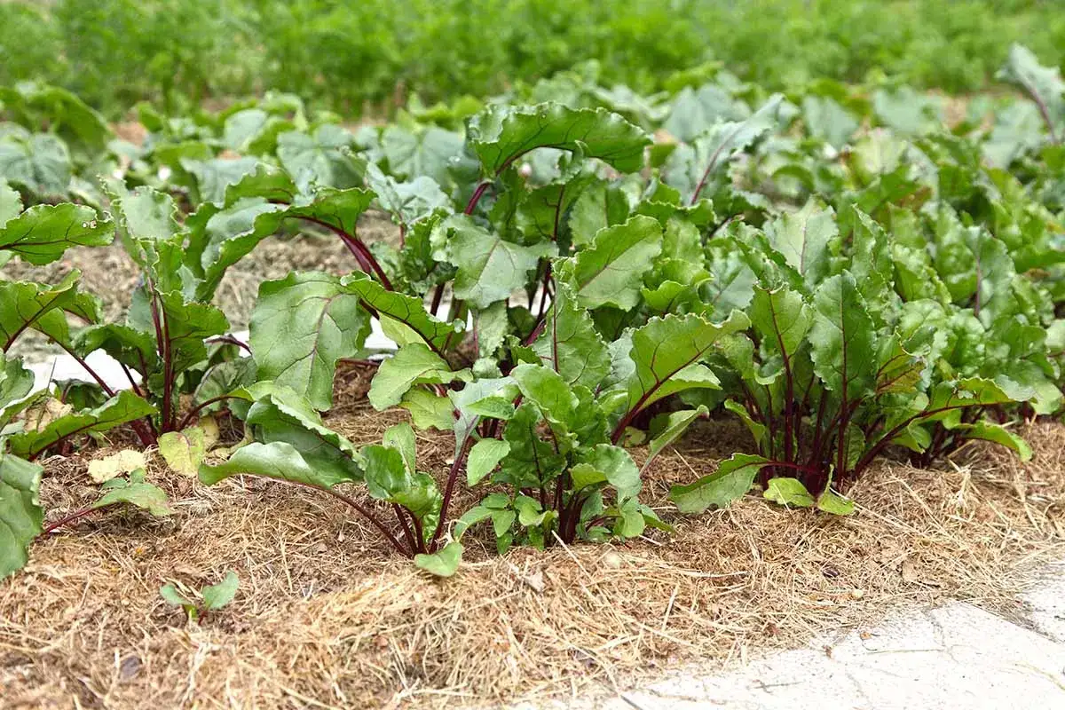 Jeunes plants de betteraves aux feuilles vertes et tiges rouges, sur un paillis de paille. On peut planter des betteraves jusqu'à la fin de l'été.