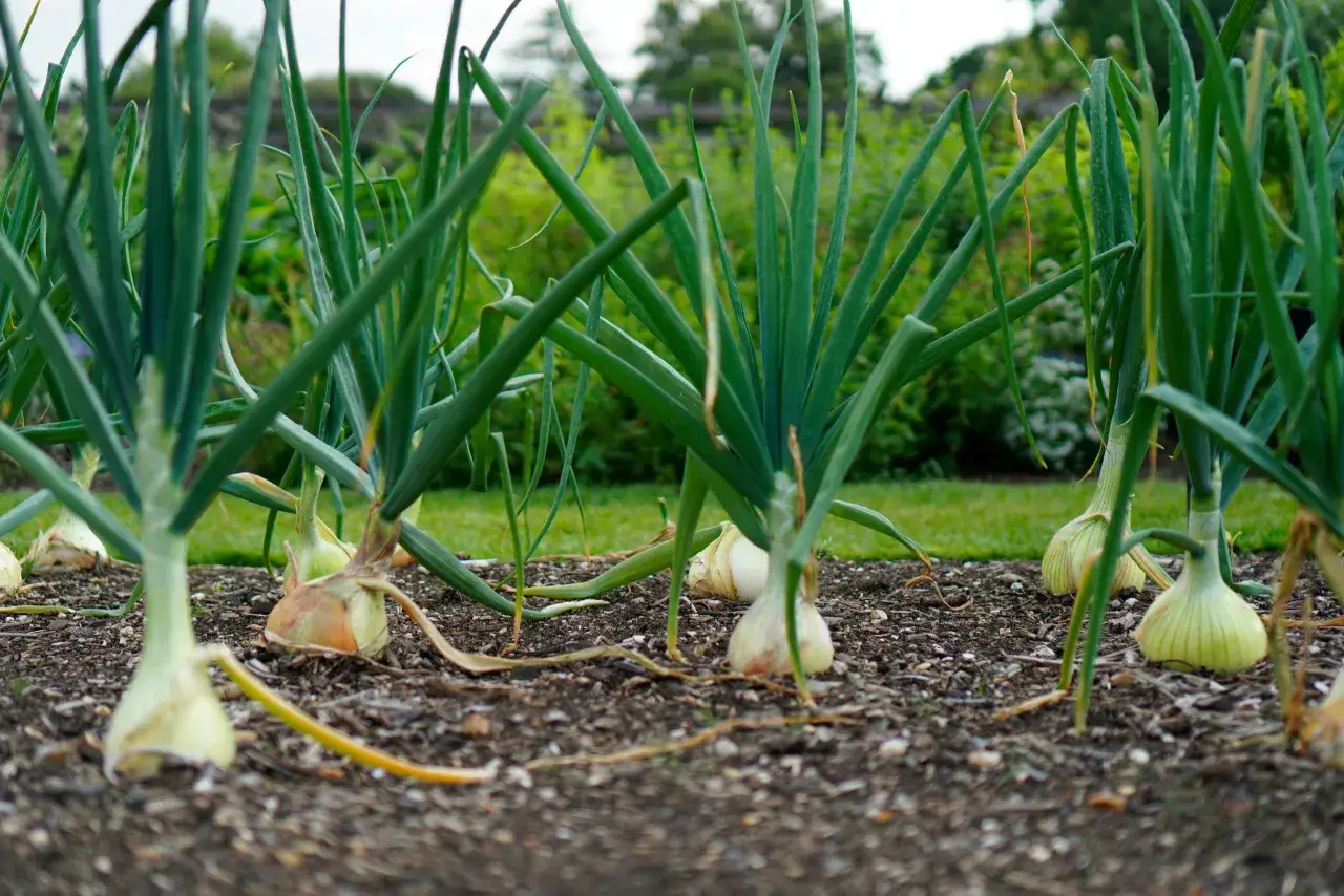 Des oignons en pleine croissance dans un potager. Les longues feuilles vertes se dressent fièrement au-dessus des bulbes blancs et jaunes, prêts à être récoltés.