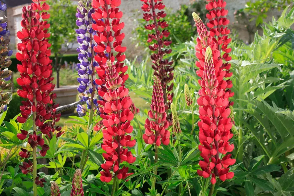 Des épis de lupins fleurs rouges et violets s'élèvent dans un jardin verdoyant, sous un ciel ensoleillé.