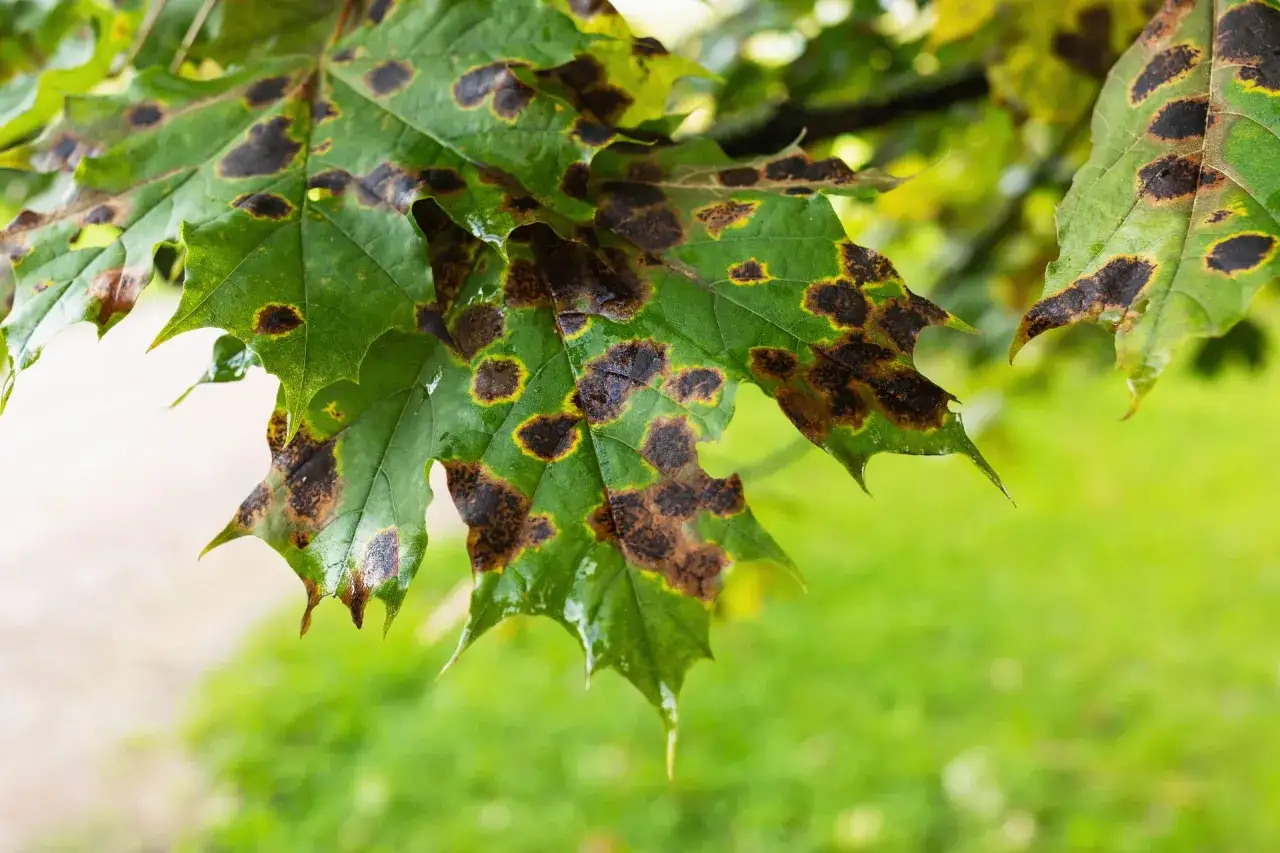 Feuilles d'érable du Japon atteintes d'une maladie, présentant des taches brunes et jaunâtres sur le feuillage vert.