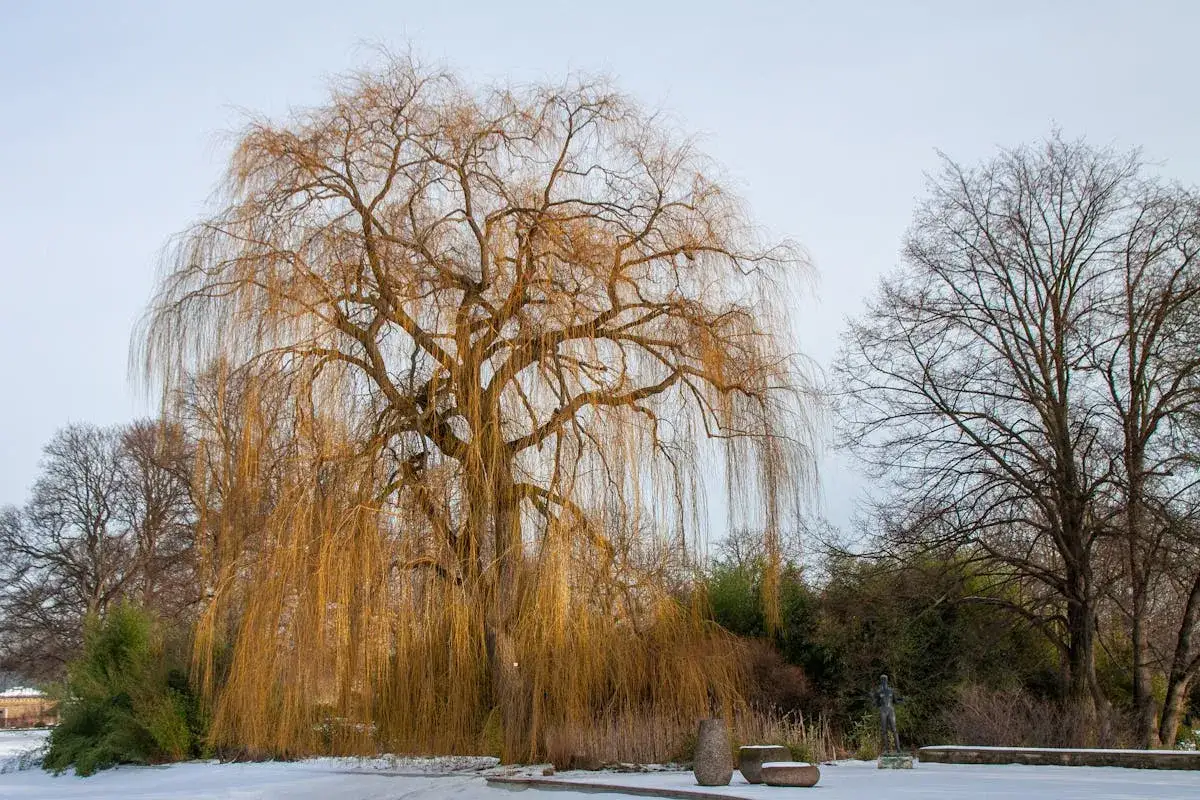 Un saule pleureur majestueux aux branches dorées, baignant dans la lumière hivernale. Le sol est couvert de neige, invitant à réfléchir quand tailler saule pleureur.