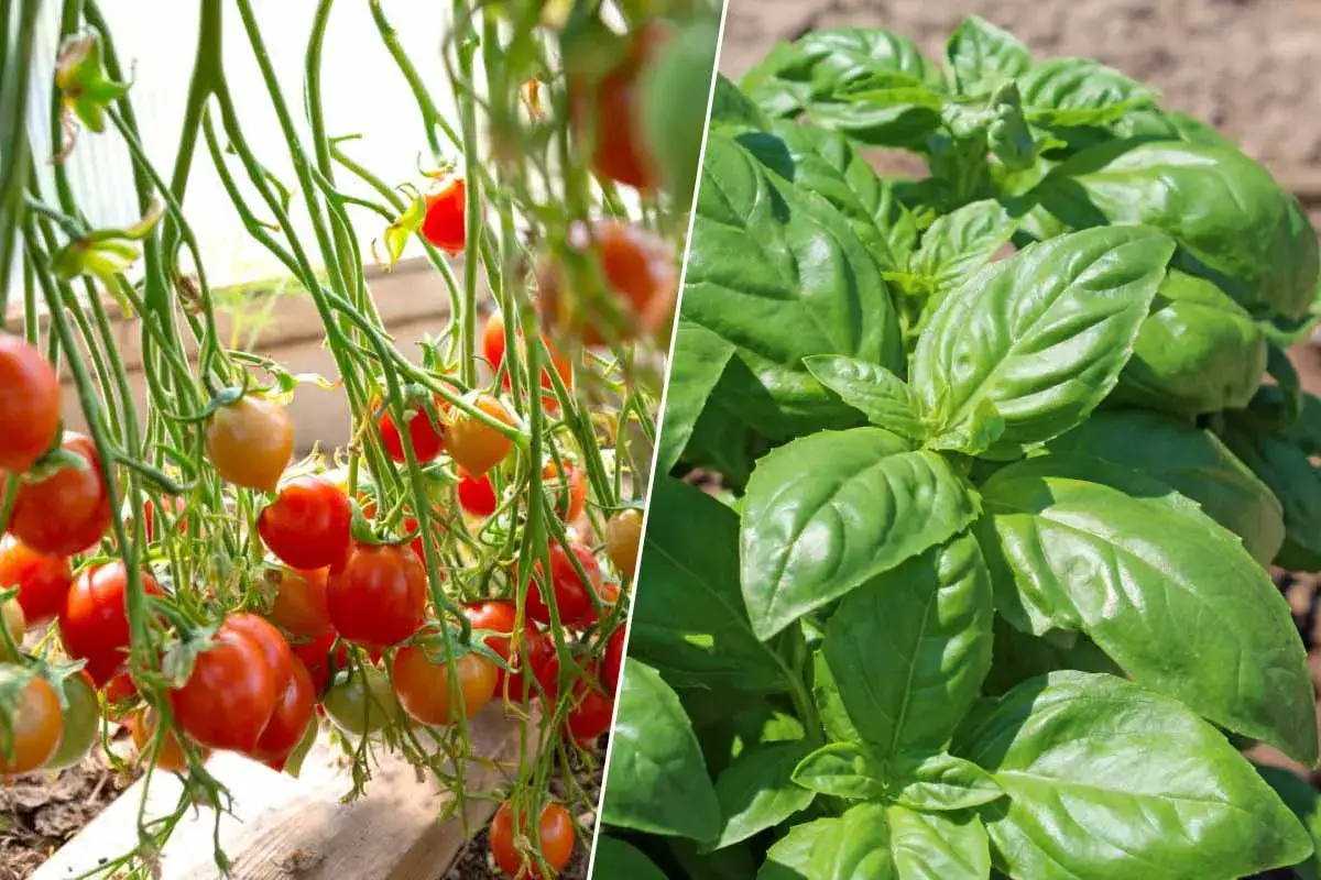 Tomates cerises rouges et vertes m&ucirc;rissent sur des tiges, &agrave; c&ocirc;t&eacute; d'un plant de basilic luxuriant. Parfait pour une salade d'&eacute;t&eacute; avec des tomates sans p&eacute;pins.