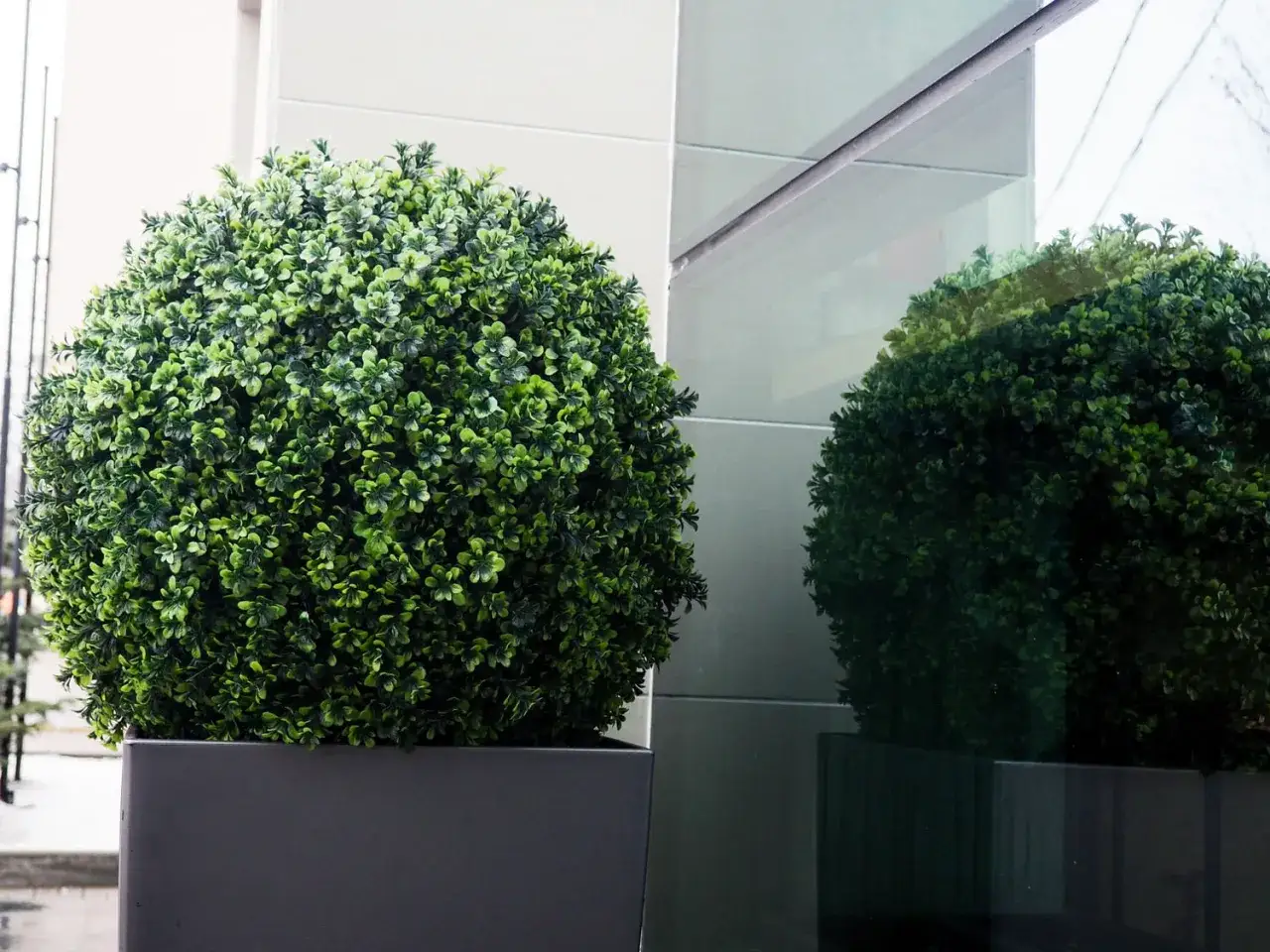 Un buis en pot, taillé en boule parfaite, se reflète dans une vitre. Sa forme ronde et son feuillage dense apportent une touche de verdure.