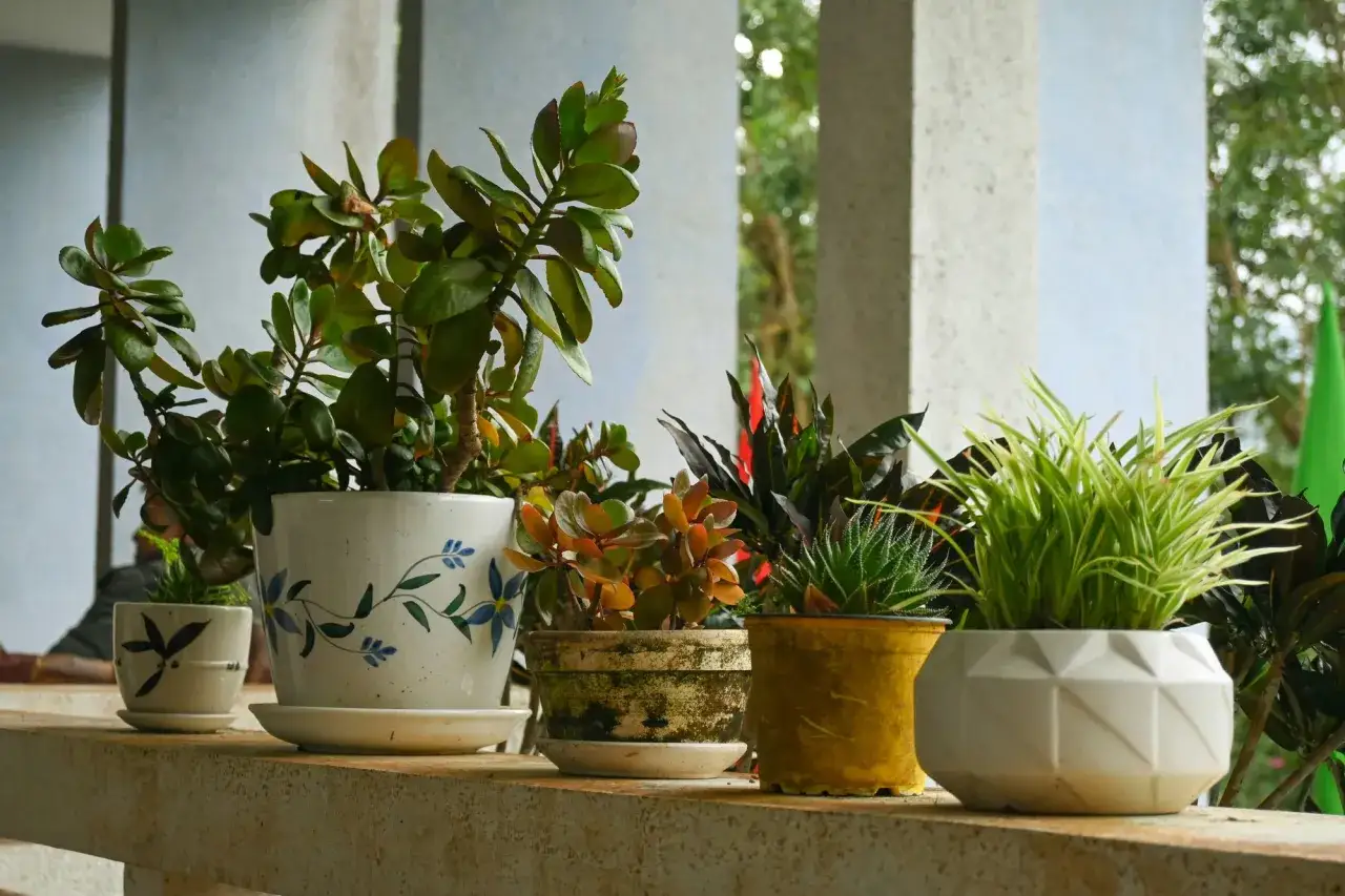 Plusieurs plantes en pot, prêtes à rempoter, sur un rebord. Une grande plante succulente verte domine, aux côtés de plantes plus petites aux feuilles colorées et d'une plante d'intérieur verte.