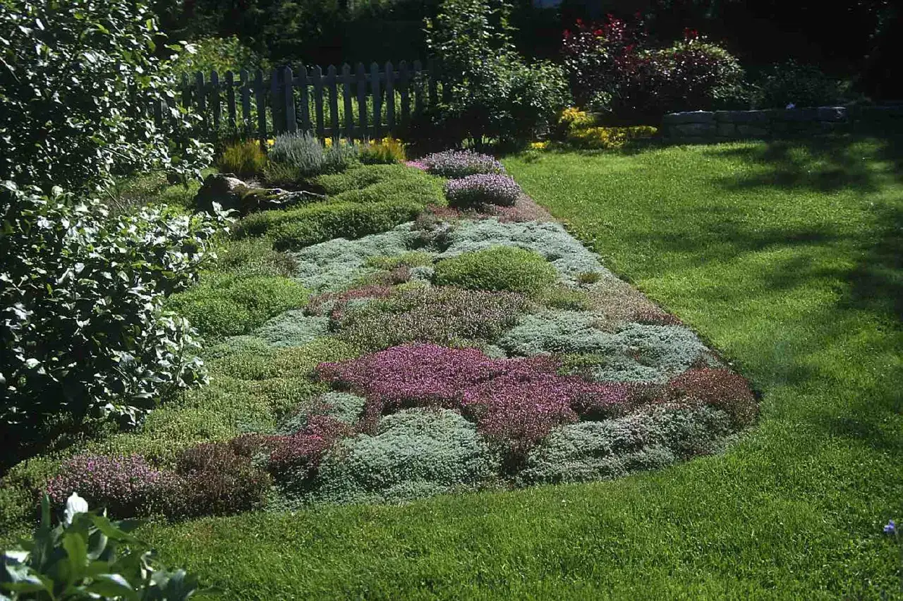 Un parterre de plante couvre sol soleil, aux teintes vertes, grises et roses, borde une pelouse verdoyante.