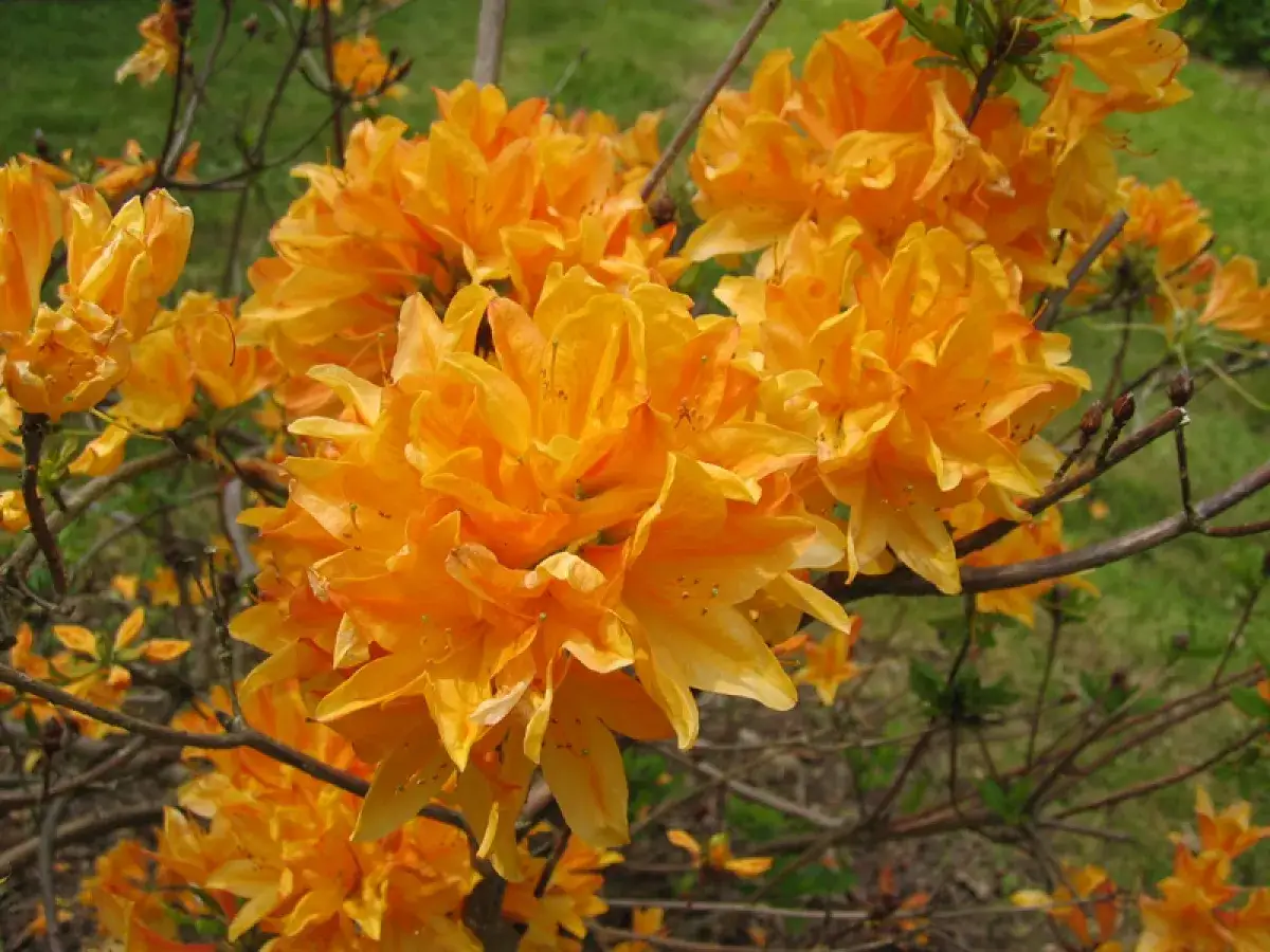 Magnifique floraison d'azalées orange vif, leurs pétales délicats s'ouvrant au soleil. Un spectacle printanier éclatant.