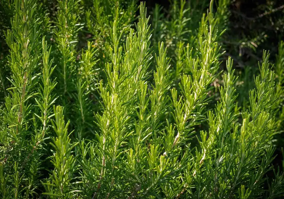 Gros plan sur des tiges de romarin luxuriantes, vertes et aromatiques. La culture du romarin prospère sous le soleil.