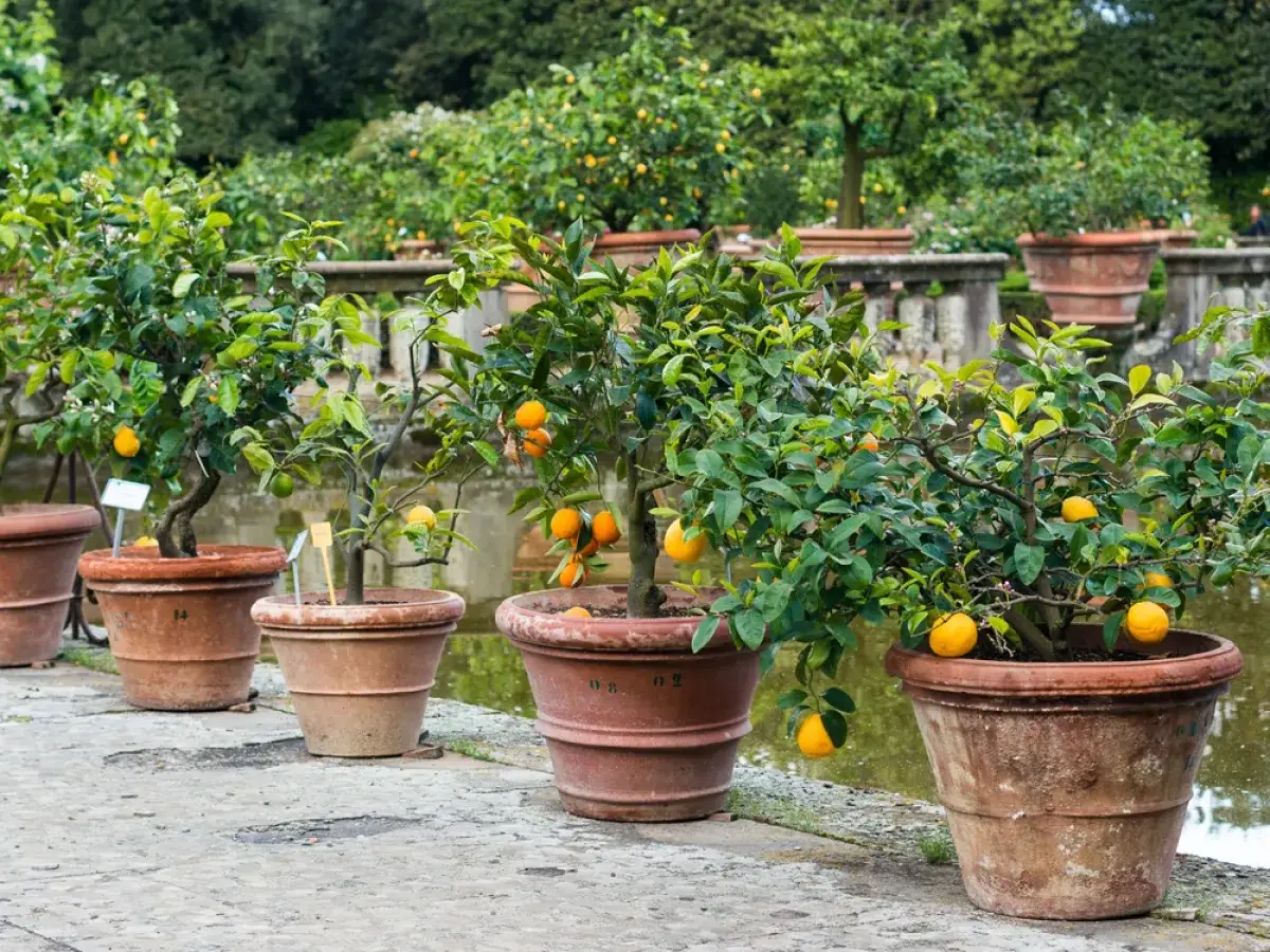 Plusieurs mandarinier en pot, chargés de fruits jaunes, bordent un plan d'eau.