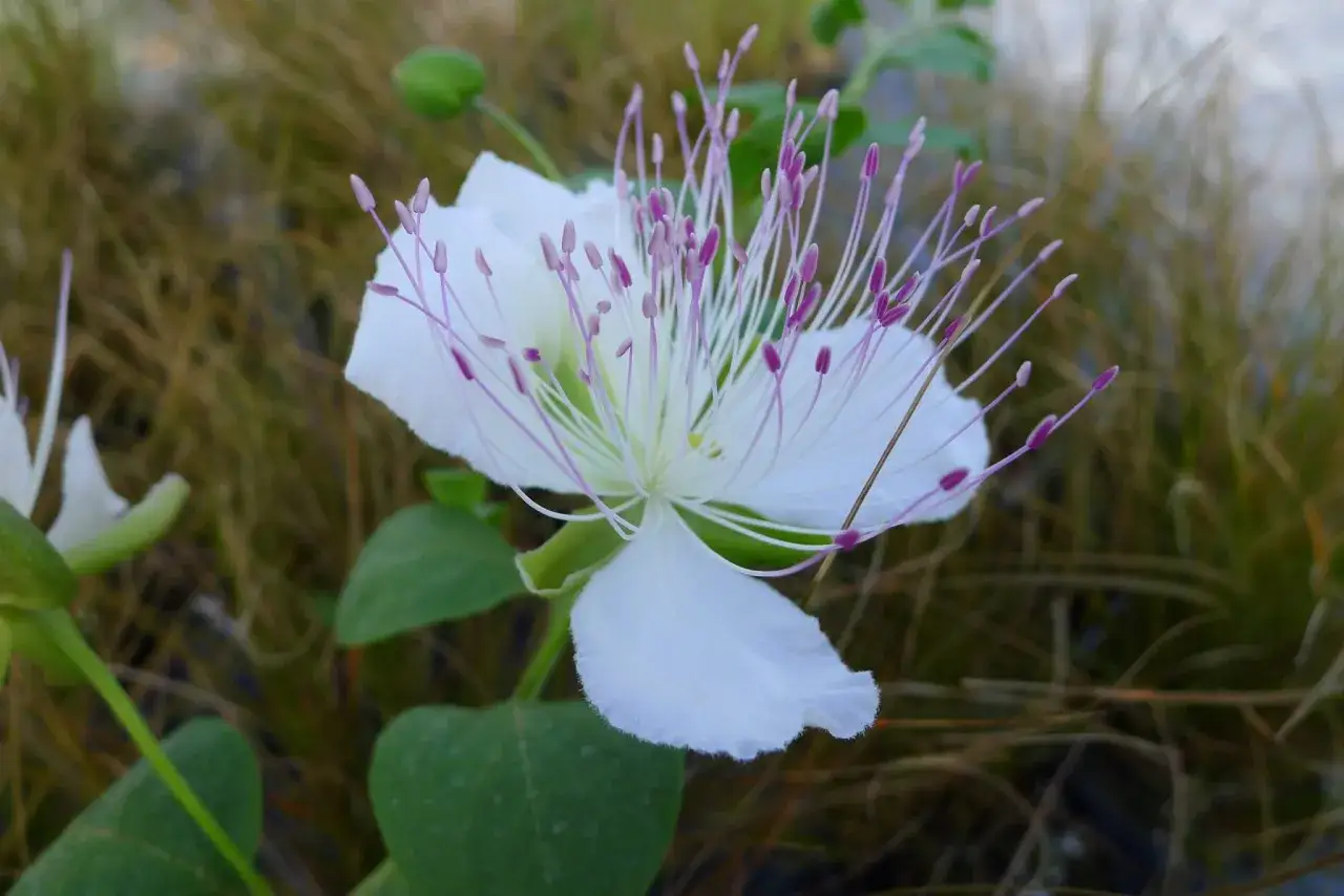 Fleur de câprier blanche aux étamines violettes, épanouie dans un environnement naturel sec.
