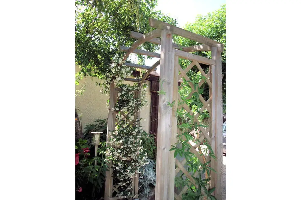 Un Trachelospermum jasminoides, ou jasmin étoilé, grimpe sur une arche en bois. Fiche technique : plante parfumée et grimpante.