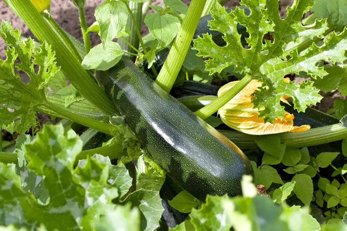 Courgette verte mûre sur la plante, avec une fleur jaune. La durée de vie d'un plant de courgette est courte mais productive.