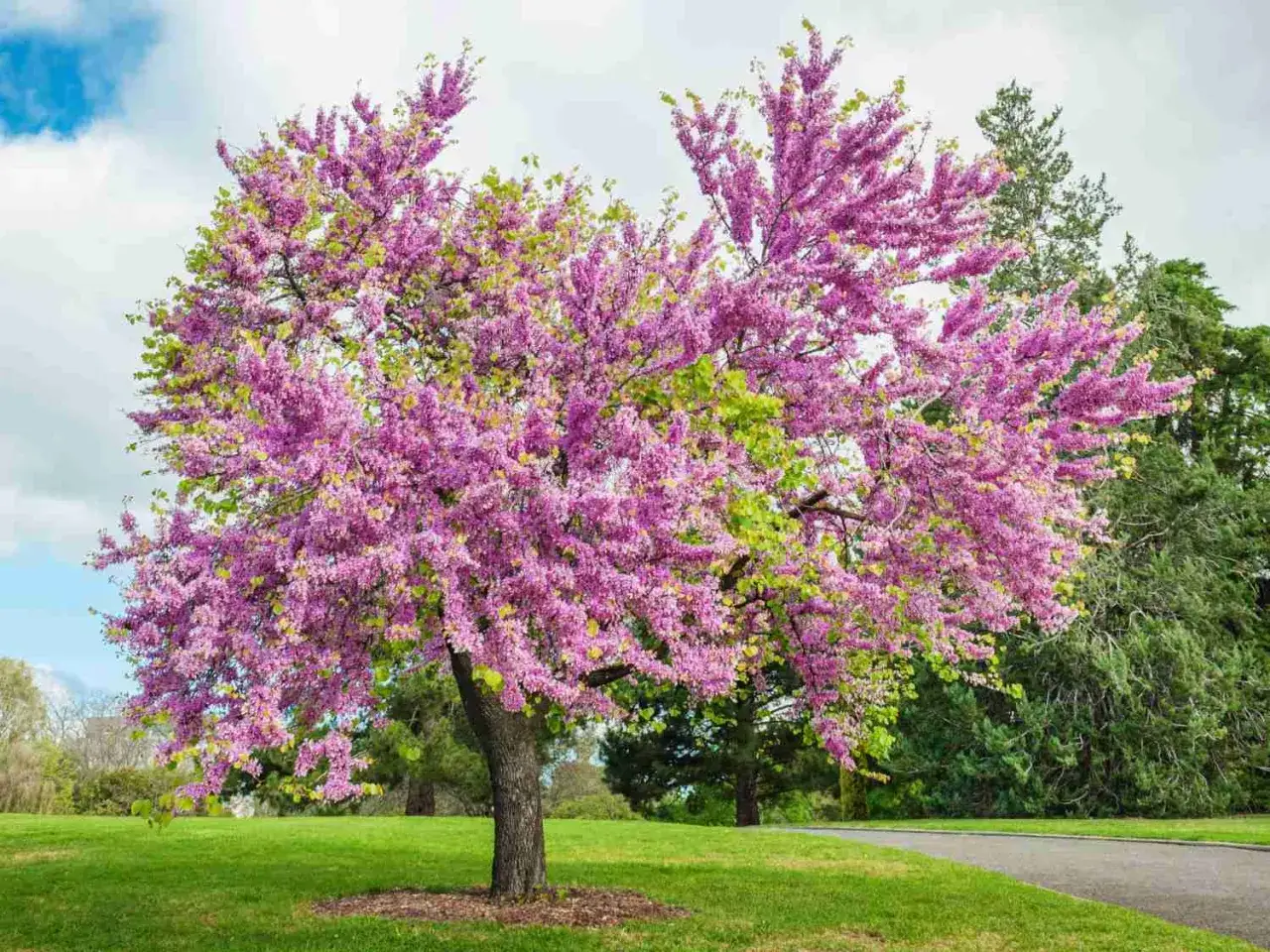 Magnifique arbre de Judée en pleine floraison, ses branches chargées de fleurs roses éclatantes se dressent fièrement sur une pelouse verdoyante.