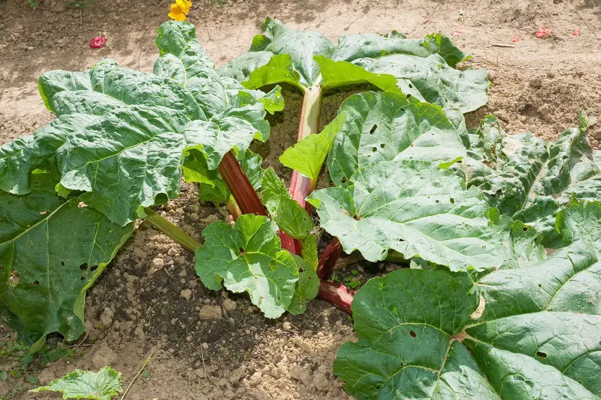 Plante de rhubarbe aux grandes feuilles vertes et tiges rouges, prête à pousser. Idéal pour savoir où planter la rhubarbe.