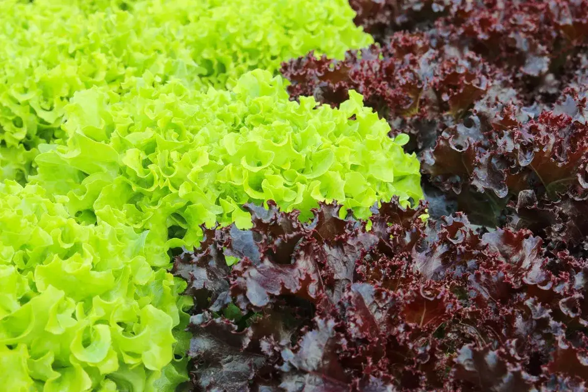 Légumes frais : salade verte croquante et salade feuille de chêne rouge, prêtes à être cueillies pour une salade colorée.