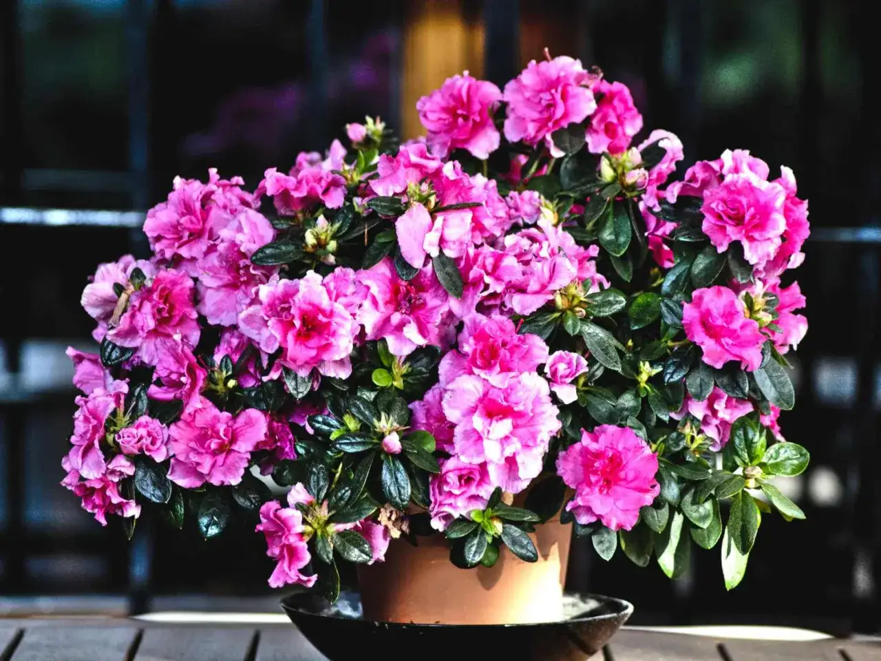 Un magnifique rhododendron en pot, débordant de fleurs roses vives, illumine une terrasse en bois.