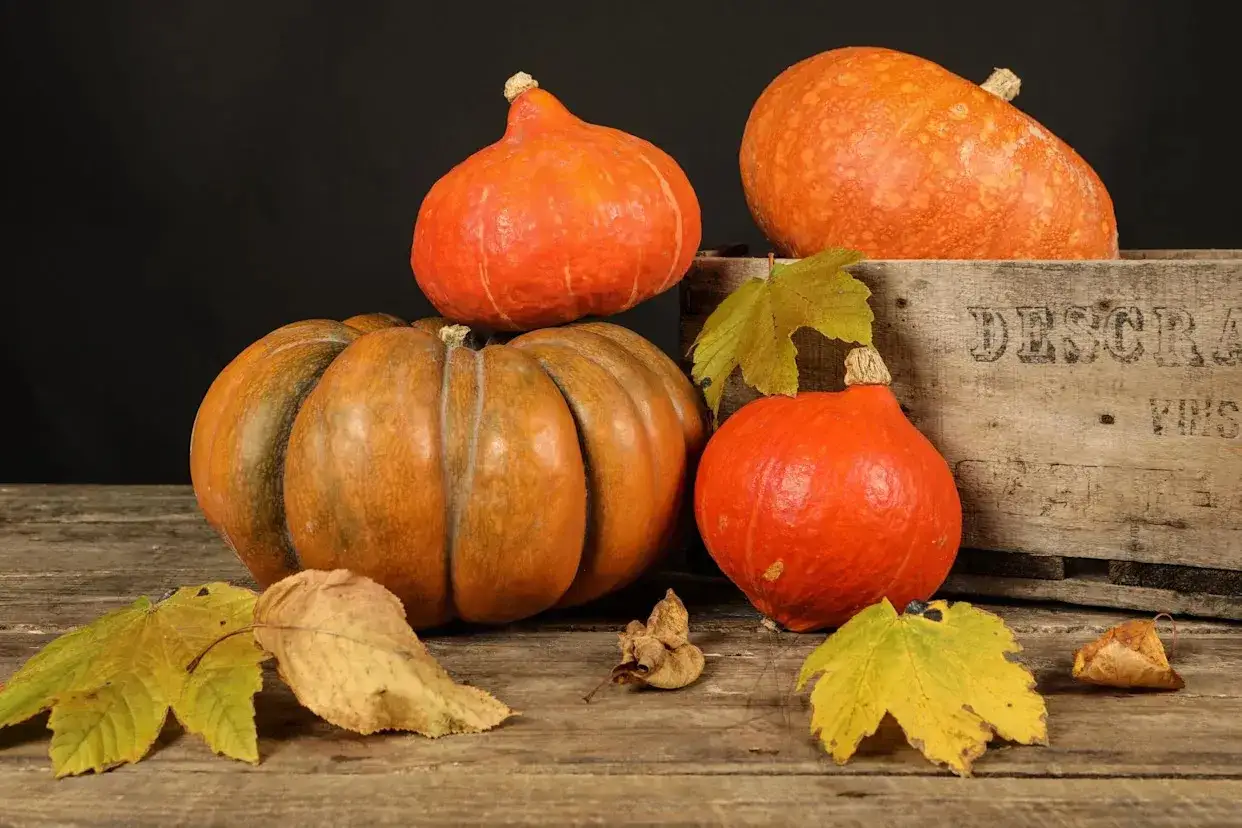 Potirons et citrouilles d'automne. La différence de goût entre potiron et citrouille est subtile, mais les deux sont parfaits pour les recettes d'automne.