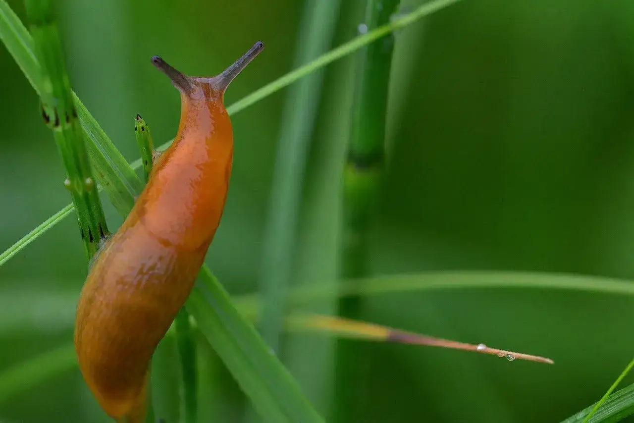 Une limace orange grimpe sur une tige d'herbe verte. Une invasion de limaces, pourquoi tant de d&eacute;g&acirc;ts ?