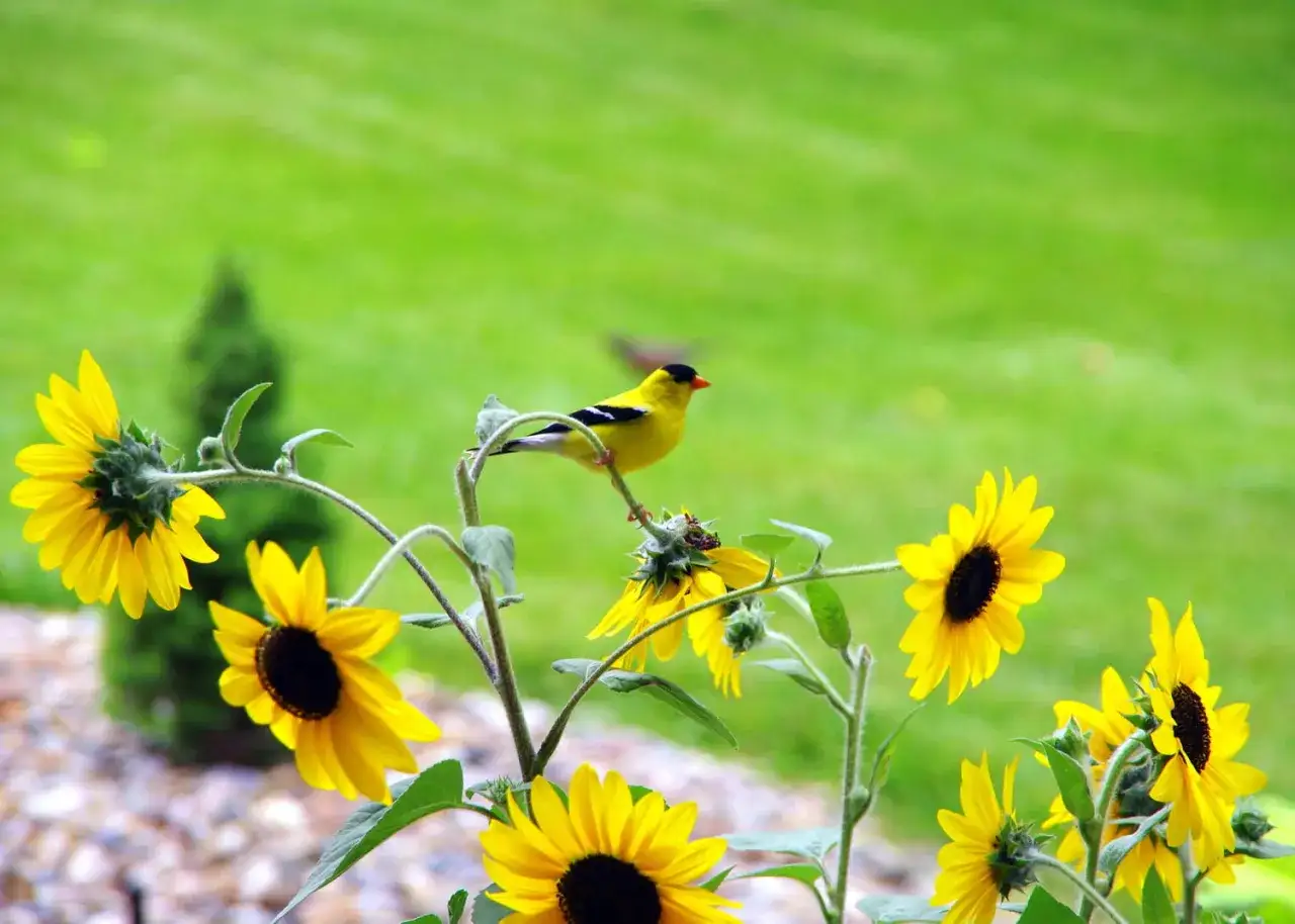 Un petit oiseau jaune perché sur une tige de tournesol en pot, entouré d'autres tournesols éclatants.