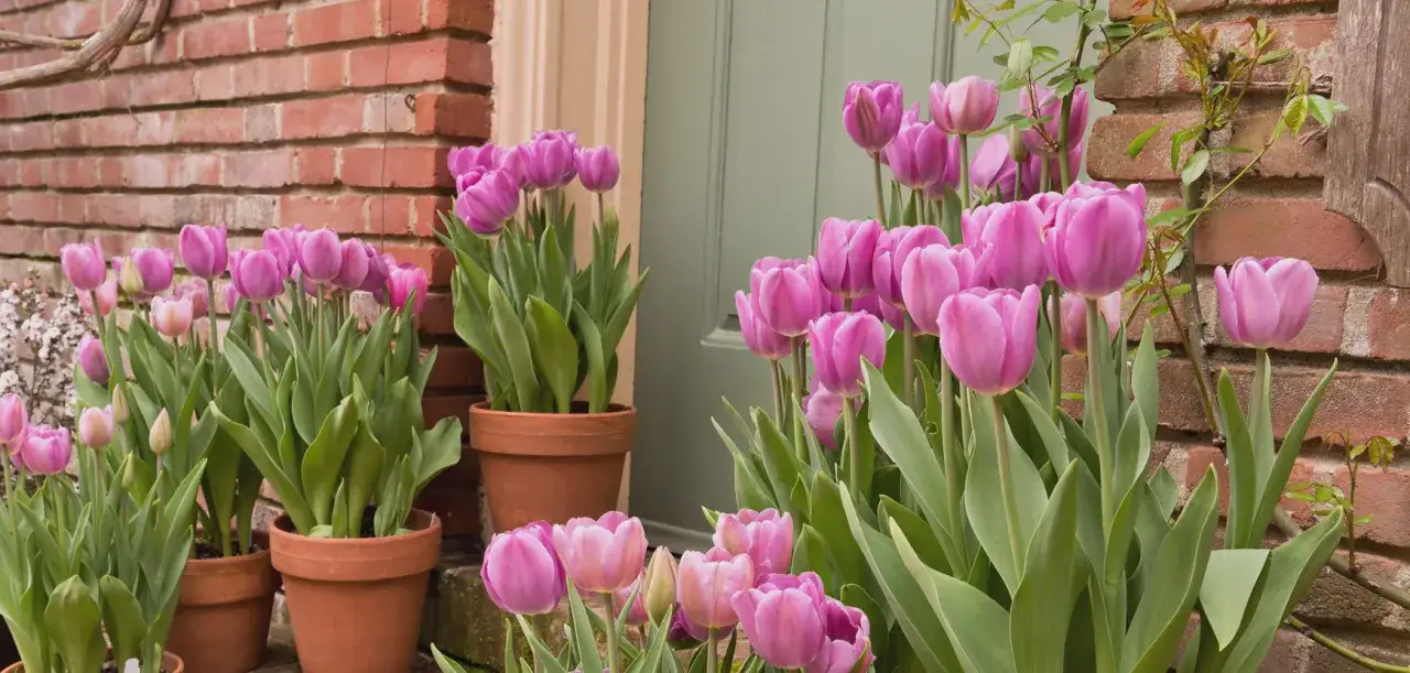 Magnifique arrangement de tulipes roses en pots, parfait pour apprendre comment planter des tulipes en jardini&egrave;re et embellir votre entr&eacute;e.