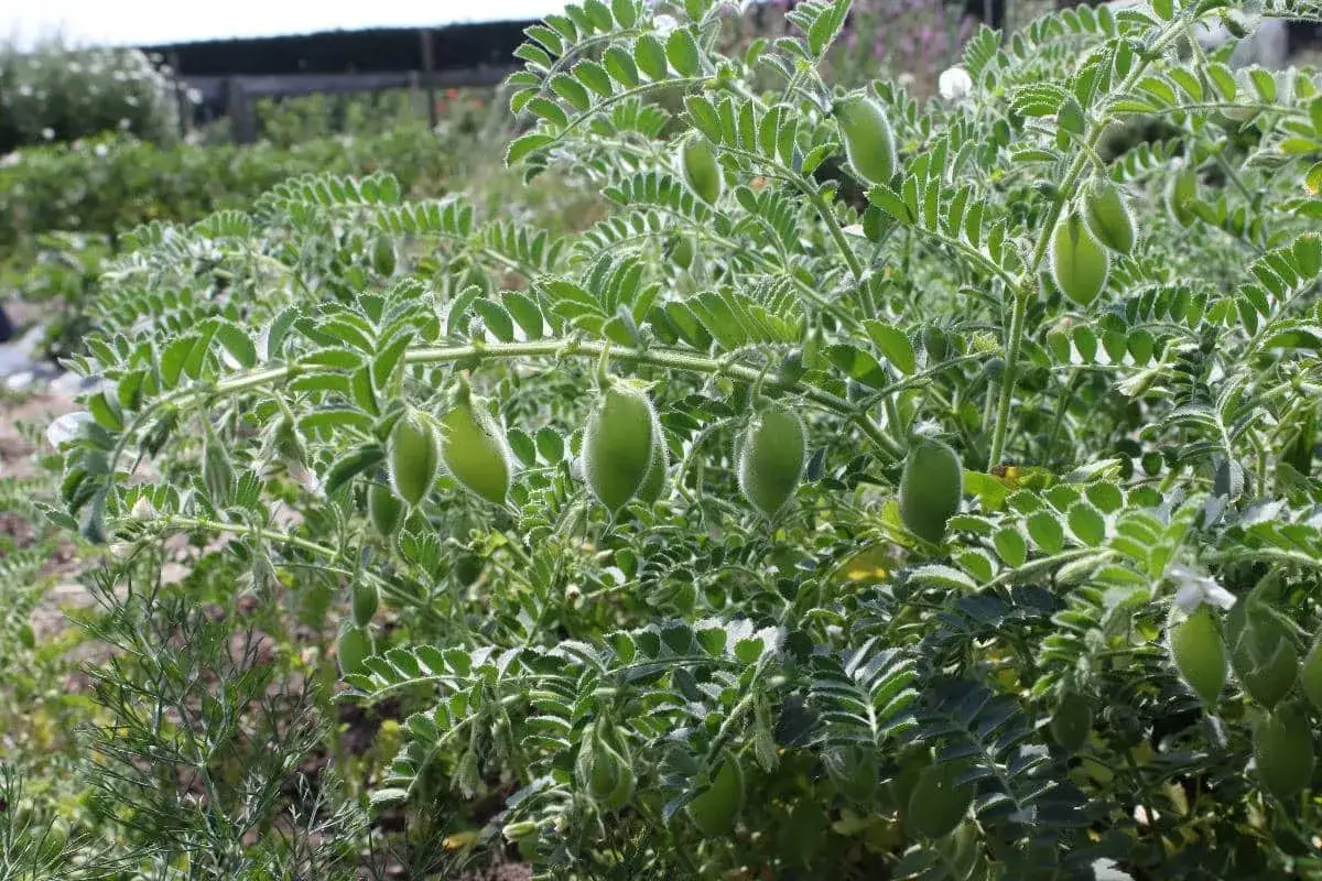 Plantes de pois chiche en pleine croissance, avec des gousses vertes velues. La culture du pois chiche est visible dans un champ.