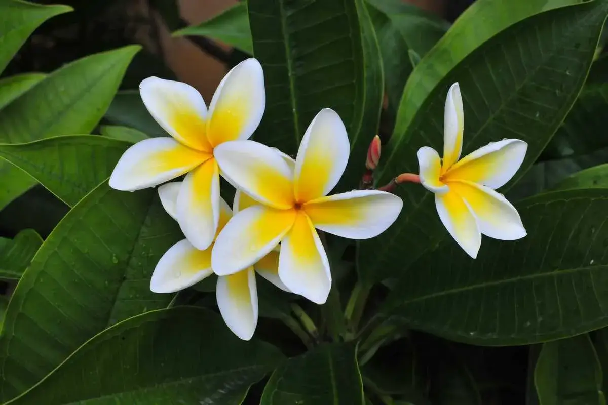 Un magnifique frangipanier en pot, ses fleurs blanches aux cœurs jaunes éclatants se déploient sur un fond de feuilles vertes luxuriantes.