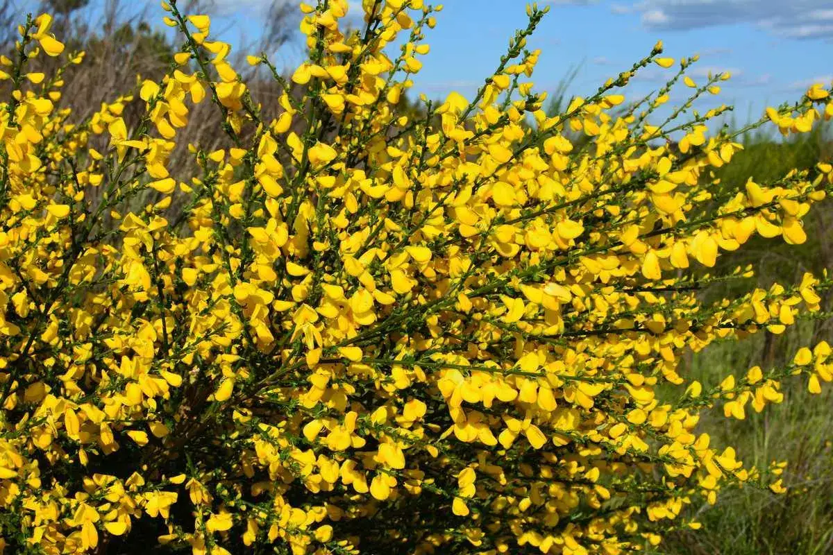 Un buisson de genêts en fleurs, d'une taille impressionnante, arbore des grappes de fleurs jaunes vives sous un ciel bleu.