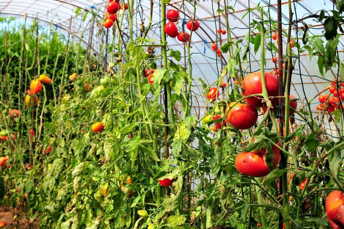 Tomates mûres dans une serre. Que faire des pieds de tomates en fin de saison ? Récolte abondante avant le froid.