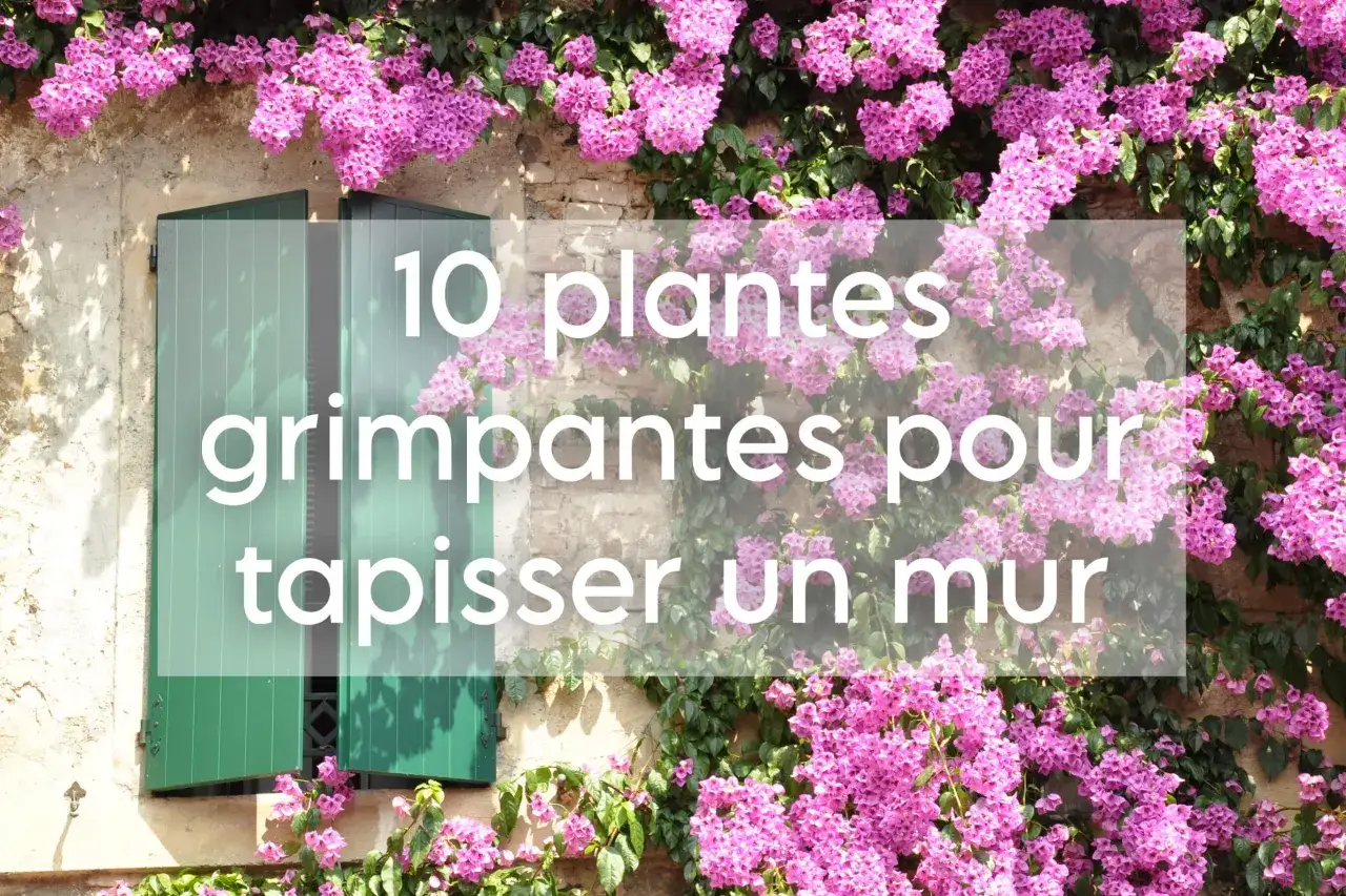 Des bougainvilliers roses en pleine floraison tapissent un mur de pierre, cachant une fenêtre aux volets verts. Une invitation à découvrir 10 plantes grimpantes pour embellir un mur.
