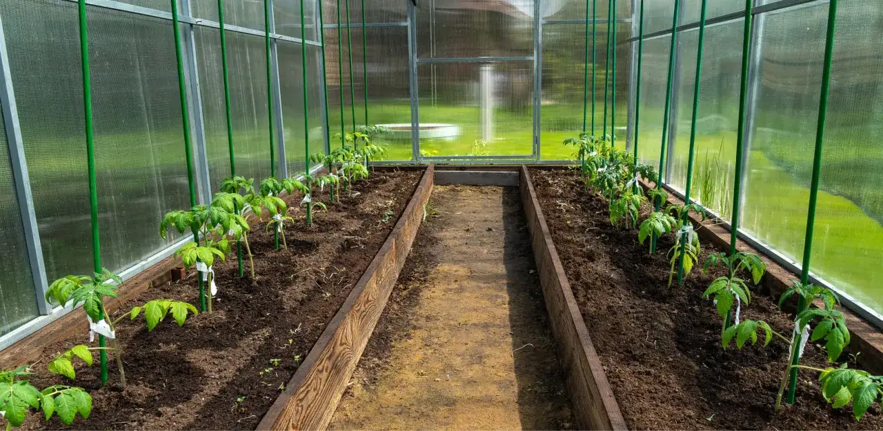 Jeunes plants de pied de tomate alignés dans une serre, prêts à pousser.