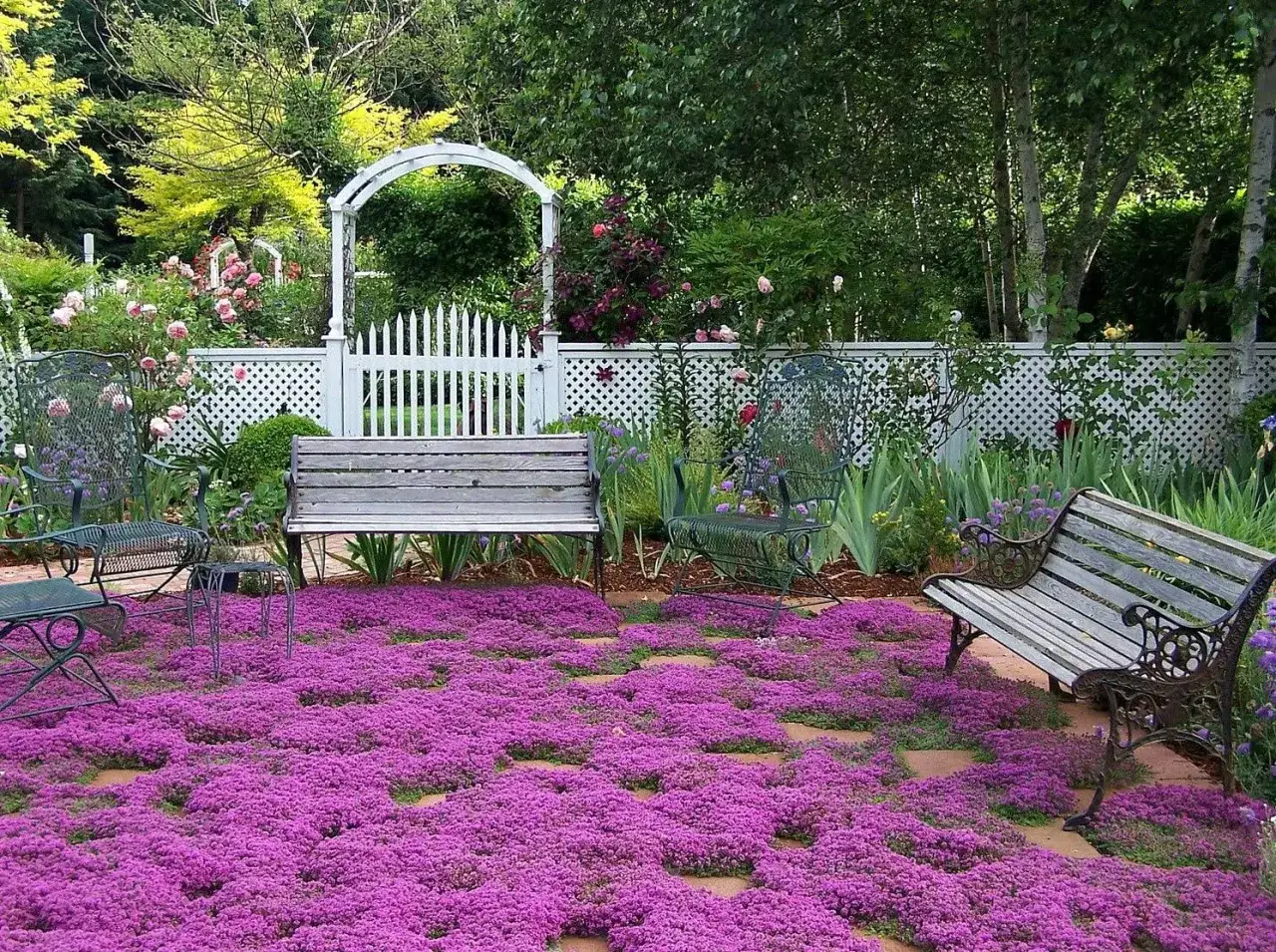 Un jardin enchanteur avec un tapis de thym serpolet violet, des bancs et une arche blanche menant à une allée.