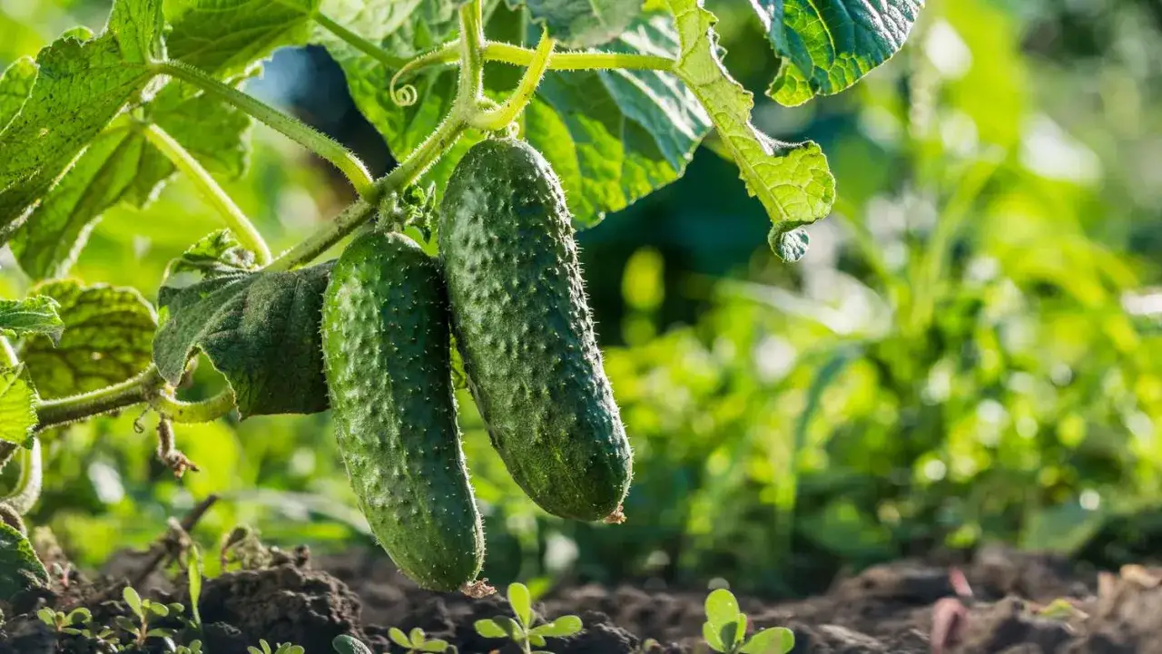 Deux concombres verts et épineux pendent d'une tige feuillue, symboles d'une culture du concombre réussie en plein soleil.
