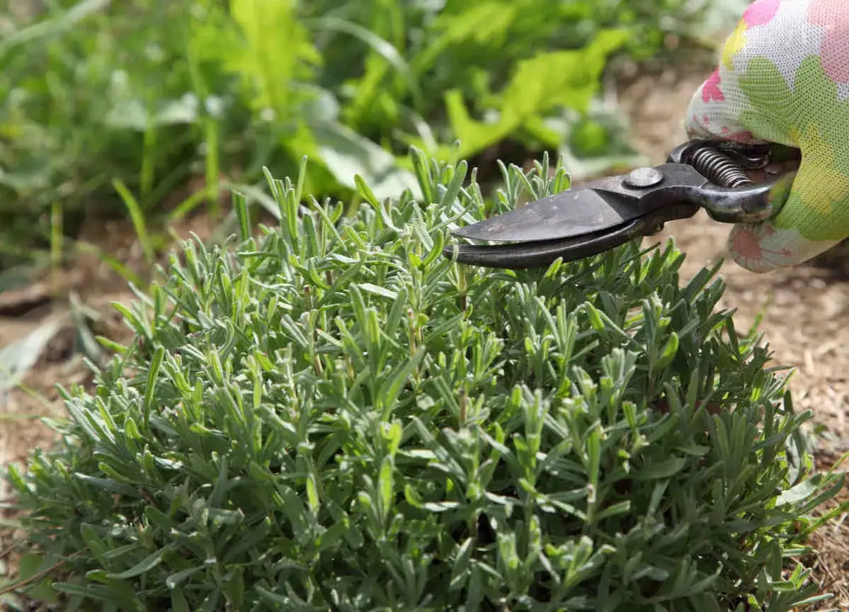 Une main gantée utilise des cisailles pour la taille lavande, façonnant la plante verte dans un jardin ensoleillé.