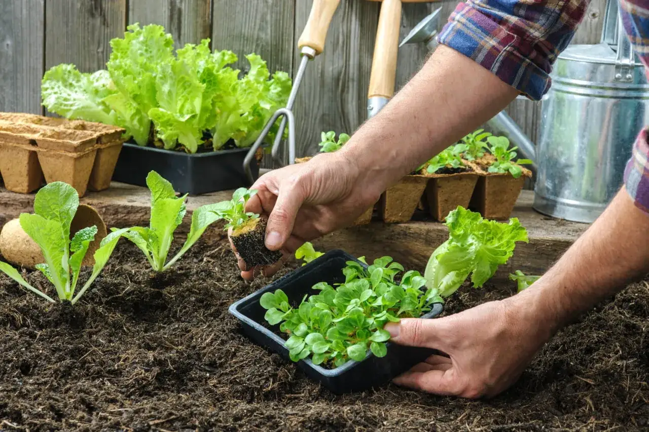 Mains repiquent des jeunes plants de salade dans le potager. Des outils de jardinage et une arrosoir sont visibles.