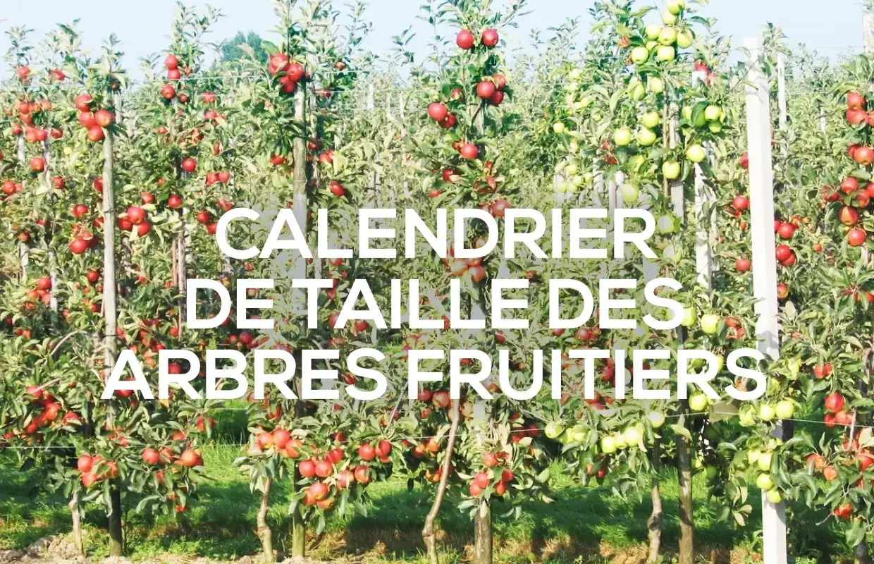 Calendrier taille des arbres fruitiers : des pommiers chargés de fruits rouges et verts, prêts pour la récolte et la taille.