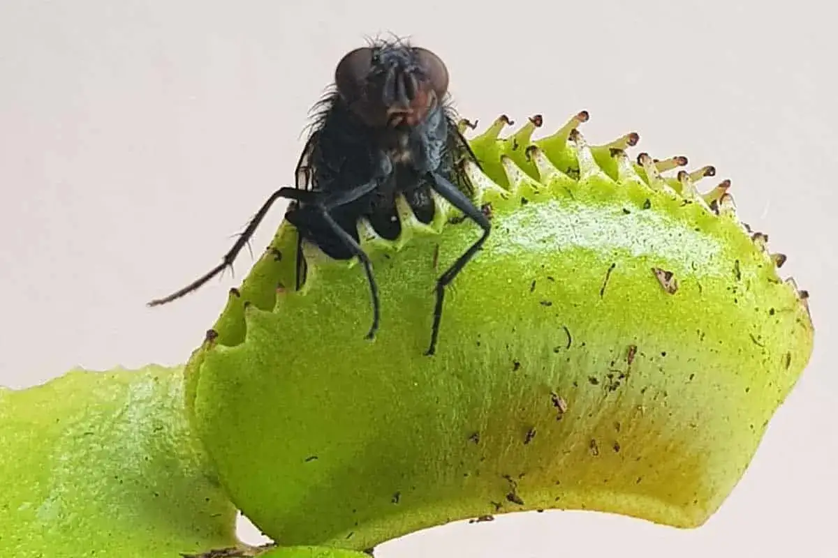 Une mouche est piégée dans la gueule d'une plante carnivore verte aux dents acérées.
