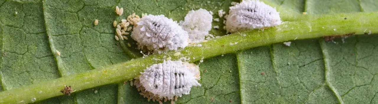 Gros plan sur des cochenilles farineuses et leurs œufs sur une tige verte. Un traitement contre la cochenille est nécessaire pour protéger la plante.