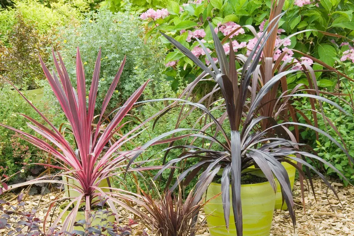 Plantes de cordyline aux feuilles longues et &eacute;lanc&eacute;es, certaines d'un rouge vif, d'autres d'un pourpre fonc&eacute;. Quelques cordyline feuilles s&egrave;ches ajoutent de la texture.