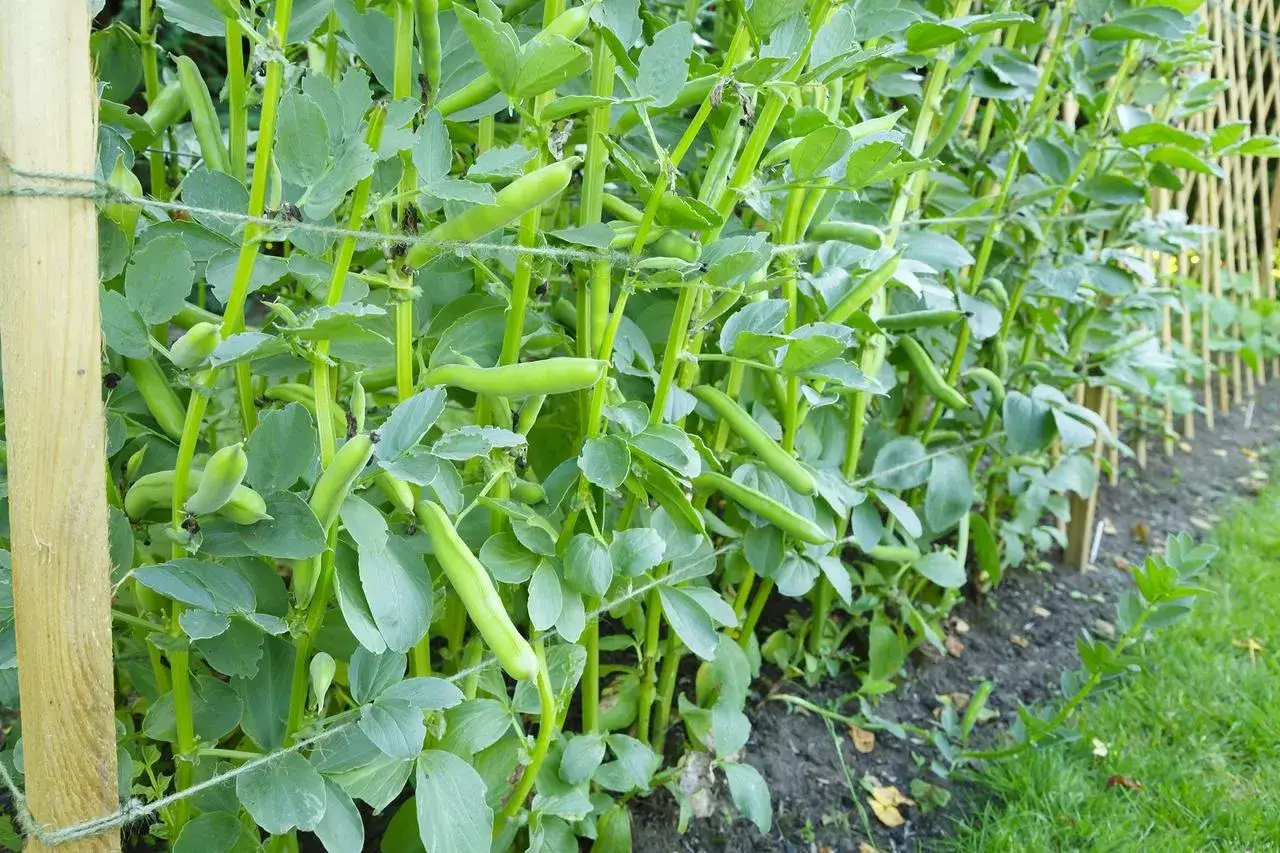 Des plants de fèves bien verts, prêts à être récoltés. Les tiges sont soutenues par des piquets et des fils, idéales pour planter des fèves.