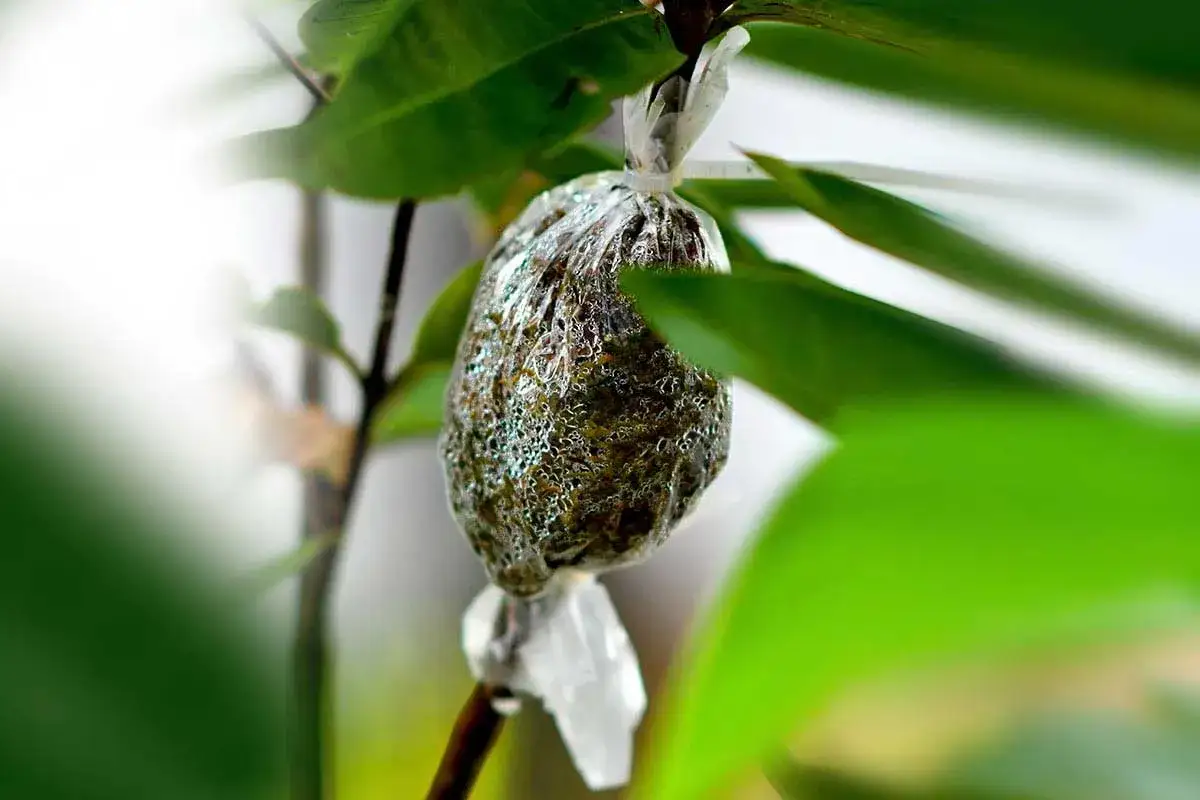 Une bouture de marcottage aérien en cours de développement, enveloppée dans du plastique transparent, sur une branche d'arbre.