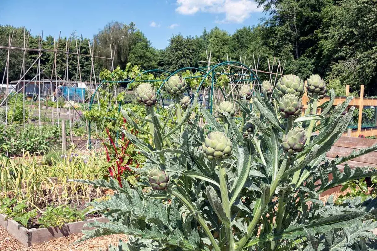 Un jeune plant d'artichaut, avec ses gros bourgeons verts, se dresse fièrement dans un potager luxuriant, prêt à être récolté.