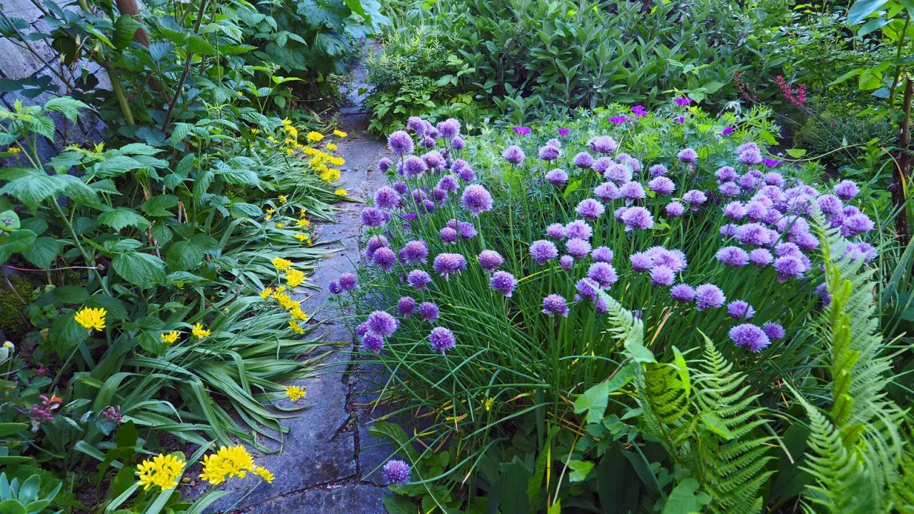 Un sentier de jardin bordé de fleurs jaunes et d'une abondante fleur de ciboulette violette.