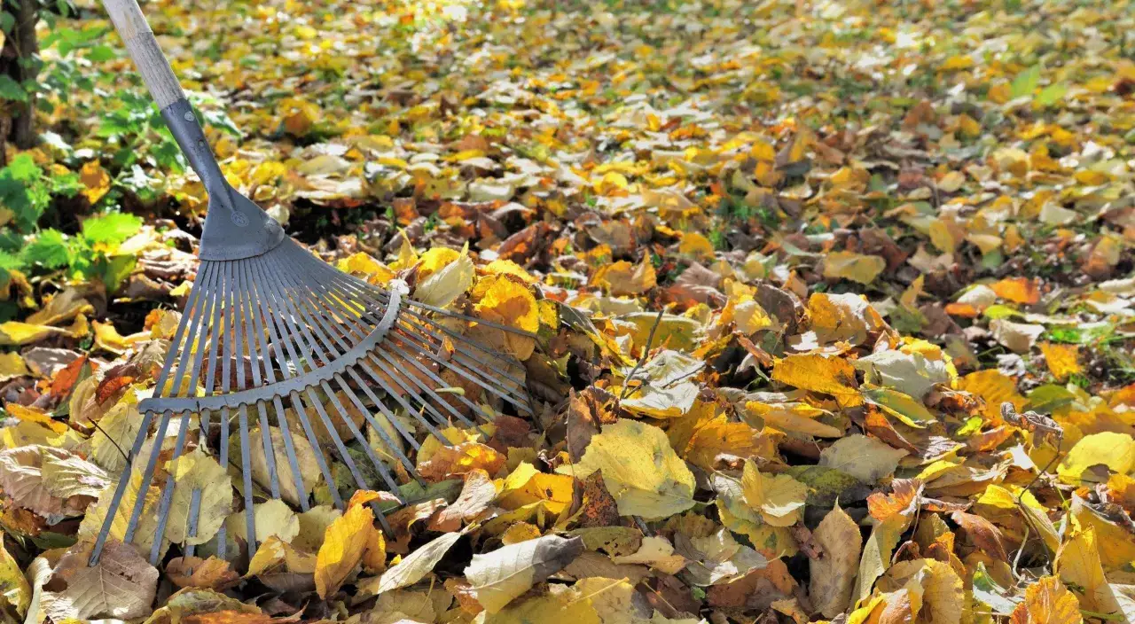 Un râteau prêt à ramasser les feuilles mortes d'automne, un tapis doré et brun jonche le sol.