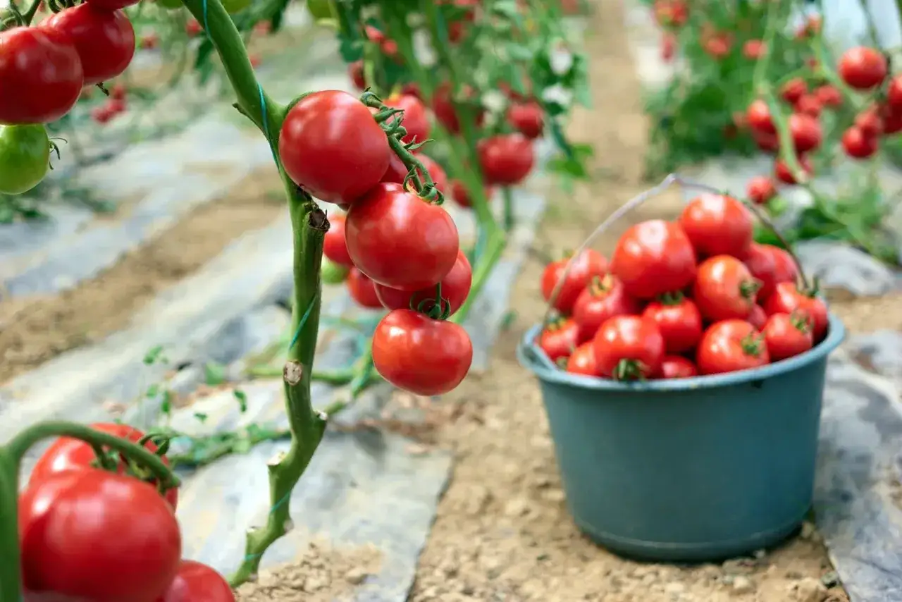 Tomates roma mûres, sans tuteur, pendent sur leur tige. Un seau rempli de ces tomates rouges est prêt pour la récolte.