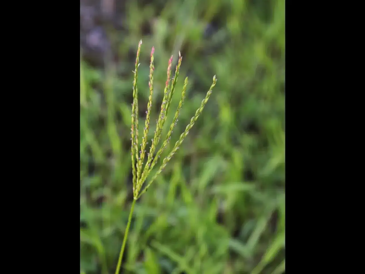 Une tige de digitaire, aux épillets rosés, se dresse sur un fond flou de verdure. On dirait une pincée de bicarbonate de soude saupoudrée sur la nature.