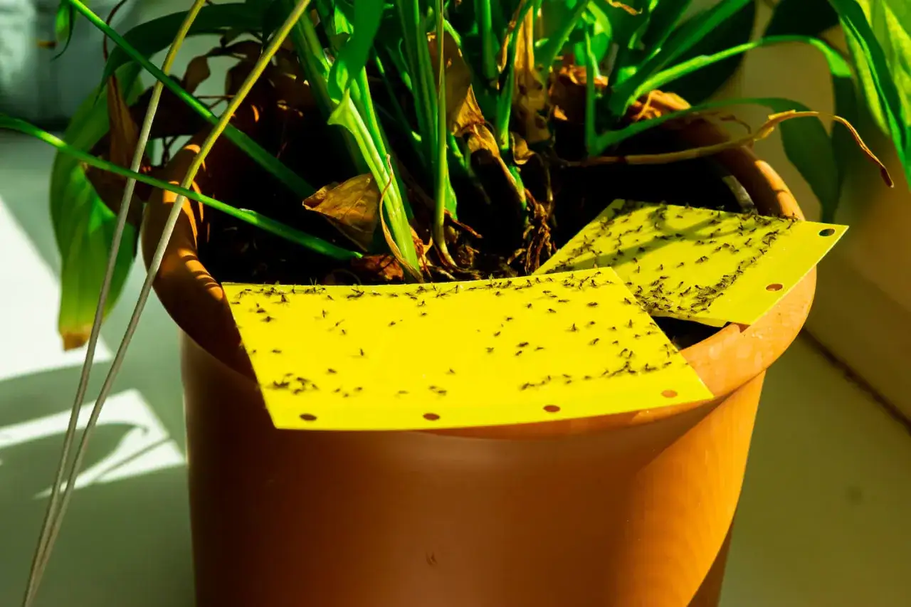 Des moucherons sur des pièges jaunes collants dans un pot de plantes. Une solution naturelle comme le bicarbonate peut aider à prévenir leur prolifération.