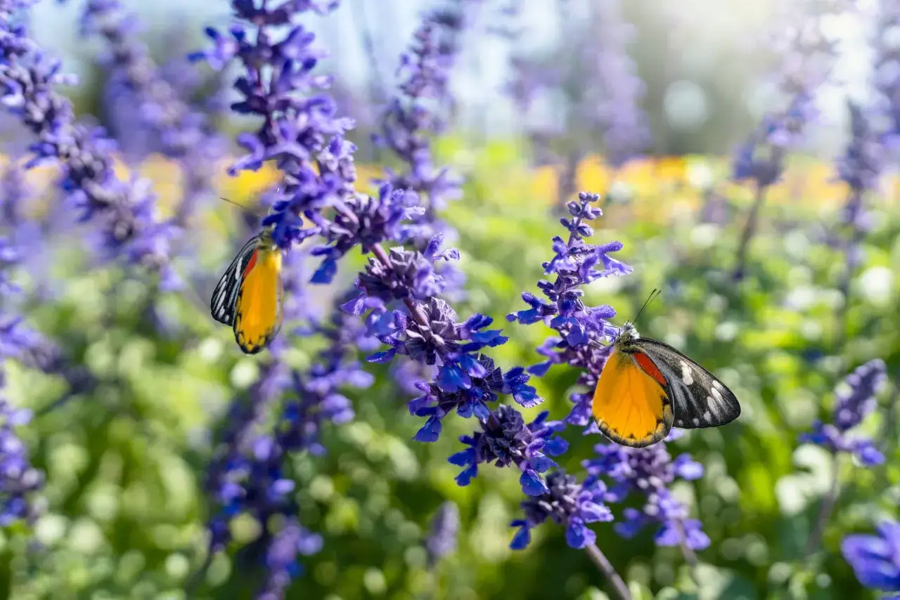 Deux papillons aux ailes orange et noires butinent sur des fleurs de lavande. L'entretien de ces plantes attire les pollinisateurs.