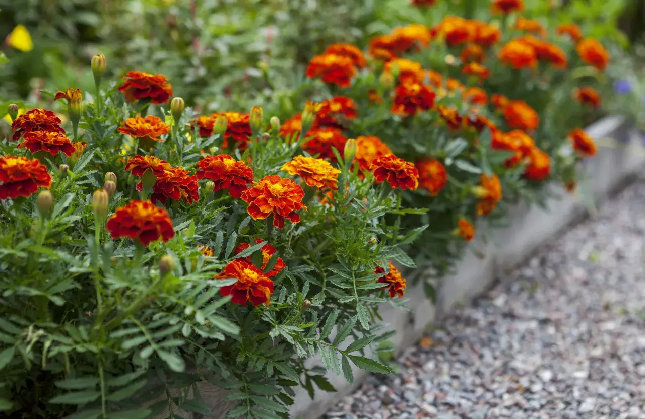 Un parterre débordant d'oeillet d'inde aux couleurs vives, rouge et orange, dans une jardinière. Les fleurs sont encore humides de rosée.