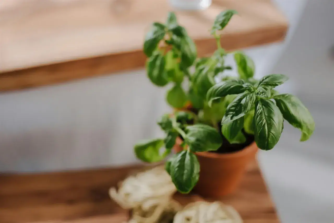 Un basilic en pot, pr&ecirc;t pour son entretien, sur un fond flou avec des p&acirc;tes.