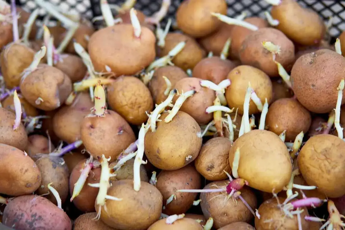 Gros plan sur une pomme de terre germée, ses pousses blanches et violettes s'étirant vers la lumière.
