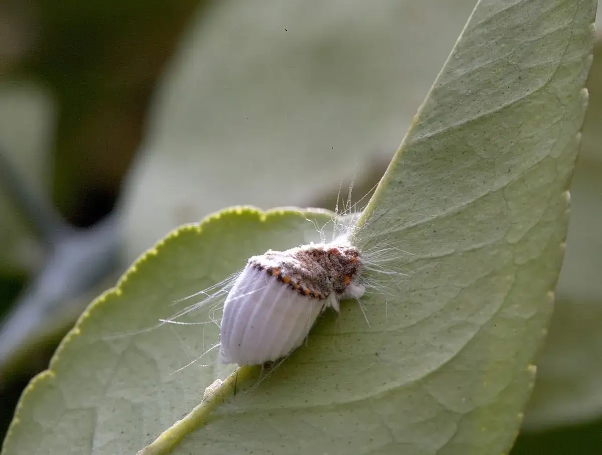 Une cochenille recouverte d'une substance cotonneuse, comme de l'huile blanche, se repose sur une feuille verte.